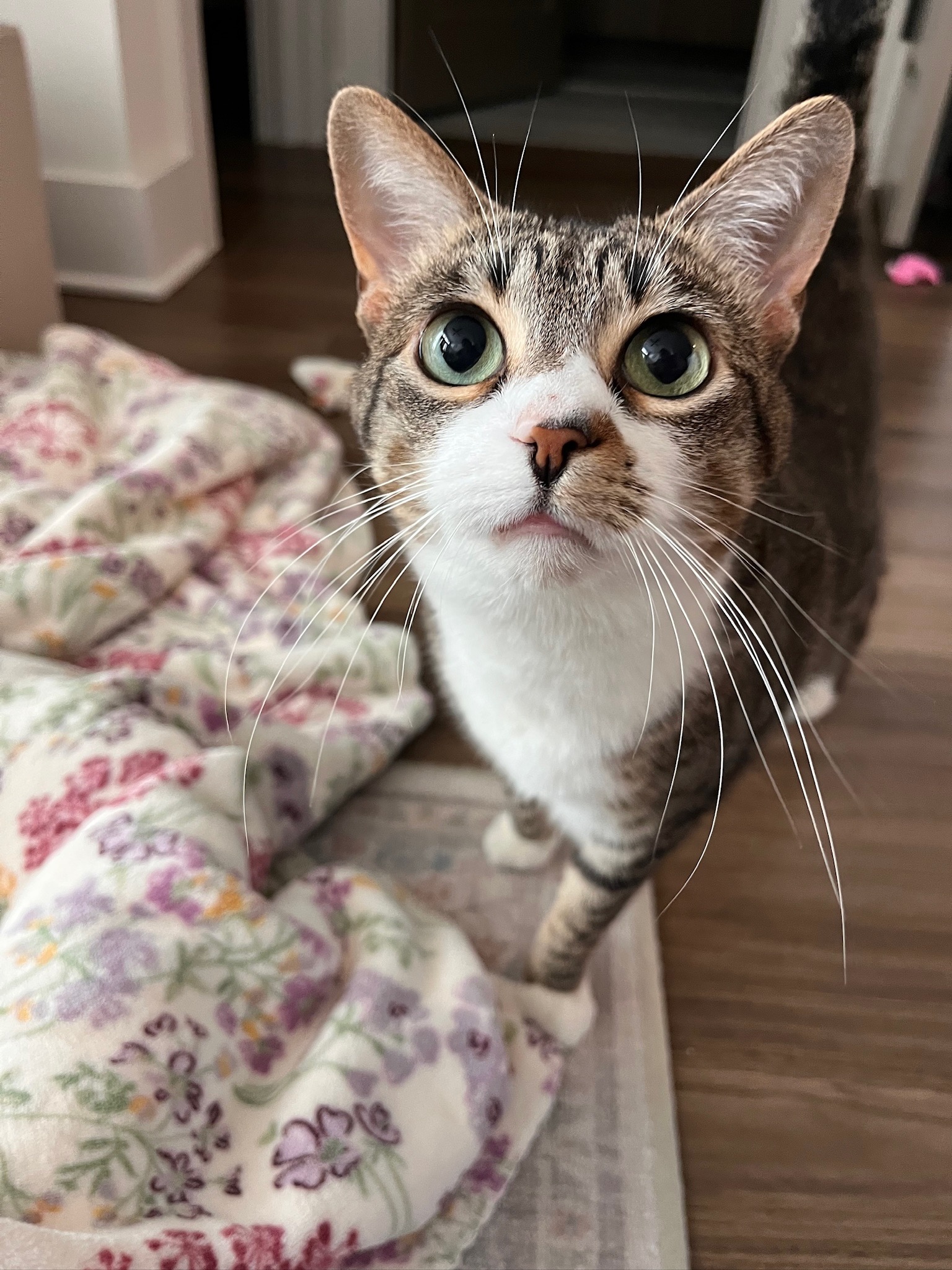 Lady Daisy, our beloved cat
